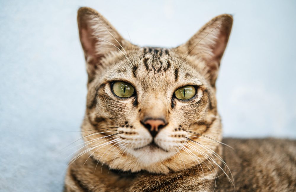 Focus closely on the tabby eyes